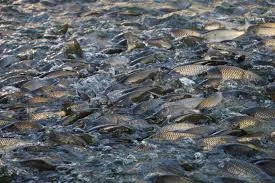 Aquaculture application scene