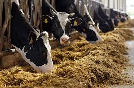 Livestock feed application scene
