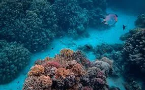Marine bioresource application scene
