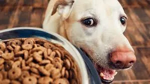 Pet nutrition application scene